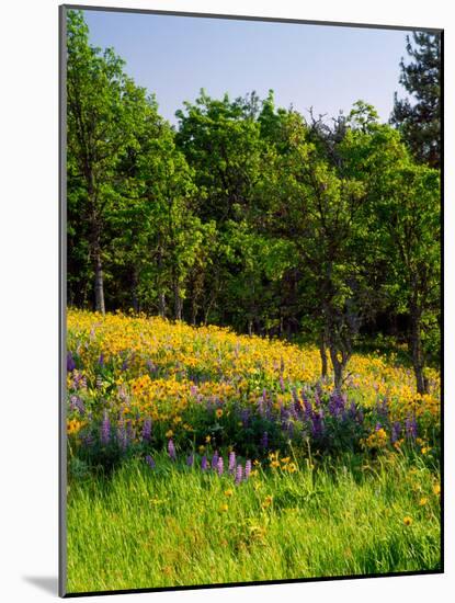 Balsamroot and Lupine flowers blooming in a forest, Tom McCall Nature Preserve, Columbia River G...-null-Mounted Photographic Print