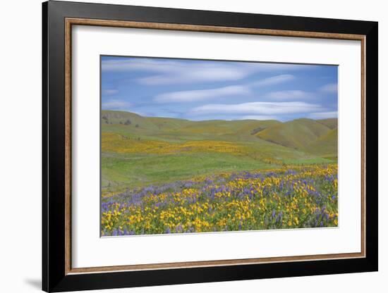 Balsamroot and Lupine-Don Paulson-Framed Giclee Print