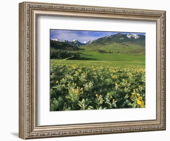 Balsamroot in the Absaroka Mountains, Livingston, Montana, USA-Chuck Haney-Framed Photographic Print