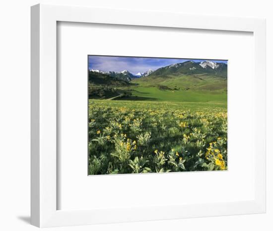 Balsamroot in the Absaroka Mountains, Livingston, Montana, USA-Chuck Haney-Framed Photographic Print