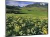 Balsamroot in the Absaroka Mountains, Livingston, Montana, USA-Chuck Haney-Mounted Photographic Print
