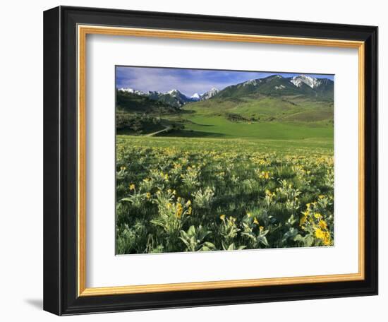 Balsamroot in the Absaroka Mountains, Livingston, Montana, USA-Chuck Haney-Framed Photographic Print
