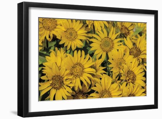 Balsamroot-Don Paulson-Framed Giclee Print