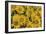 Balsamroot-Don Paulson-Framed Giclee Print