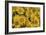 Balsamroot-Don Paulson-Framed Giclee Print