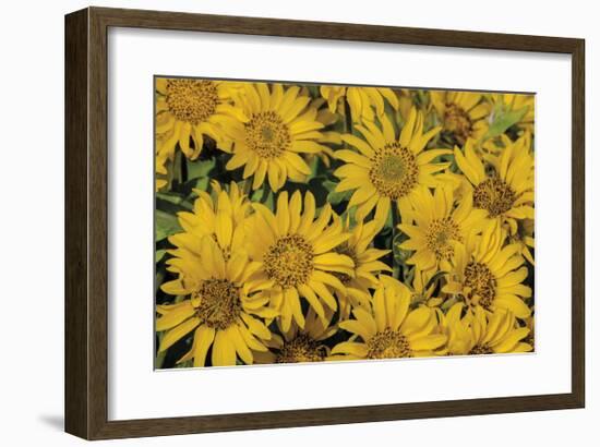 Balsamroot-Don Paulson-Framed Giclee Print