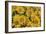 Balsamroot-Don Paulson-Framed Giclee Print