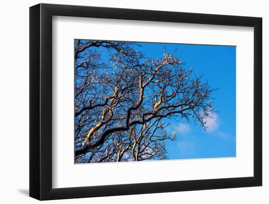 Baltic Sea, Winter-Catharina Lux-Framed Photographic Print