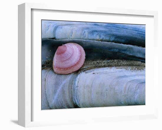 Baltic Tellin Shell, and Razorshell Texel, Netherlands-Bernard Castelein-Framed Photographic Print