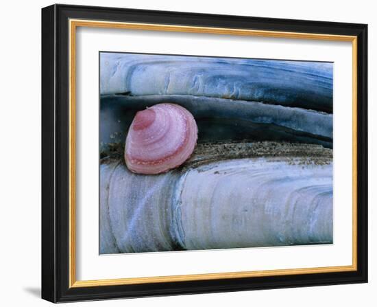 Baltic Tellin Shell, and Razorshell Texel, Netherlands-Bernard Castelein-Framed Photographic Print