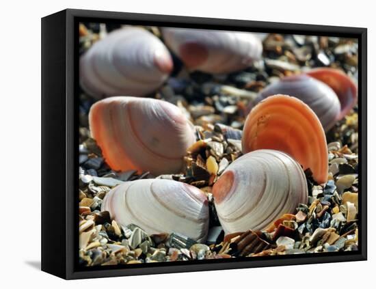 Baltic Tellin Shells on Beach, Belgium-Philippe Clement-Framed Premier Image Canvas