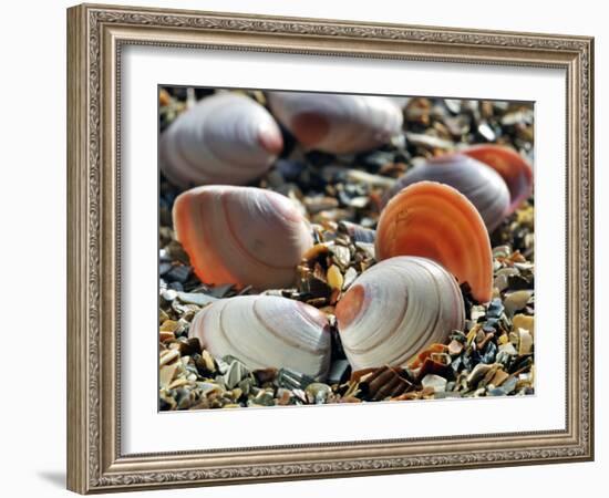 Baltic Tellin Shells on Beach, Belgium-Philippe Clement-Framed Photographic Print