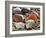 Baltic Tellin Shells on Beach, Belgium-Philippe Clement-Framed Photographic Print