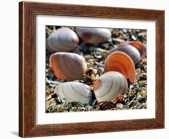 Baltic Tellin Shells on Beach, Belgium-Philippe Clement-Framed Photographic Print