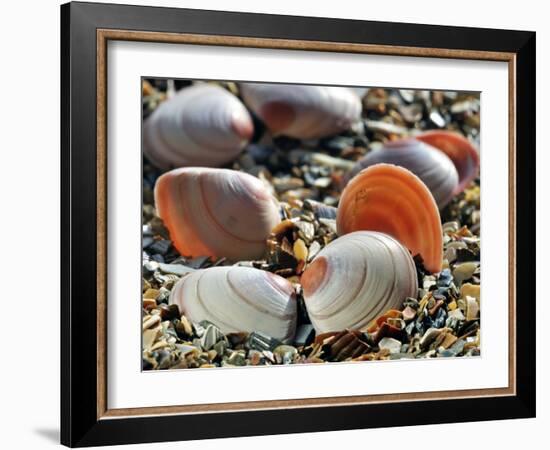 Baltic Tellin Shells on Beach, Belgium-Philippe Clement-Framed Photographic Print