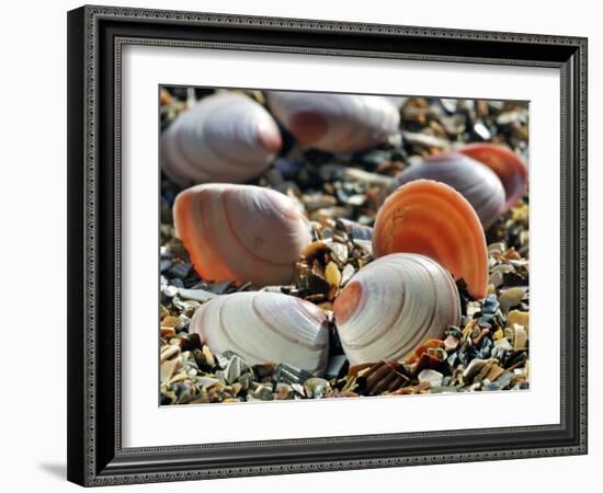 Baltic Tellin Shells on Beach, Belgium-Philippe Clement-Framed Photographic Print