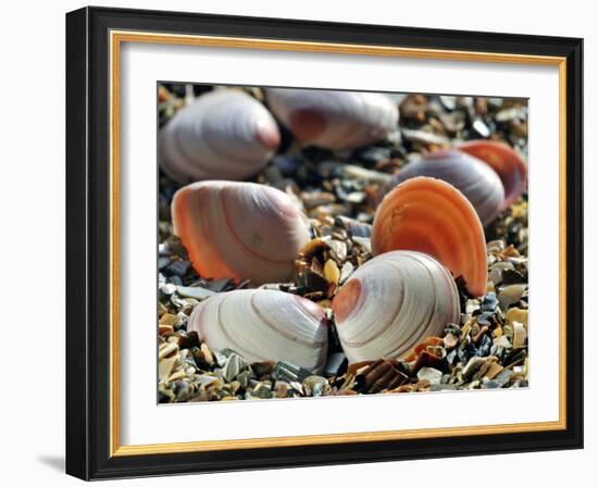 Baltic Tellin Shells on Beach, Belgium-Philippe Clement-Framed Photographic Print