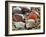 Baltic Tellin Shells on Beach, Belgium-Philippe Clement-Framed Photographic Print