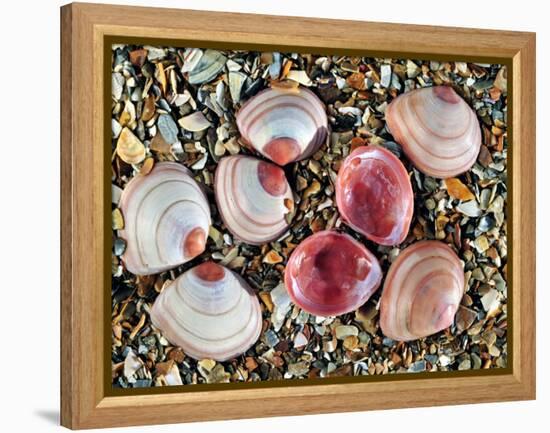 Baltic Tellin Shells on Beach, One Upside Down Showing the Inside, Belgium-Philippe Clement-Framed Premier Image Canvas