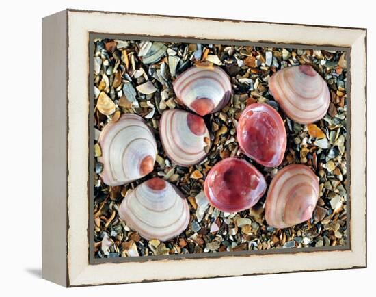 Baltic Tellin Shells on Beach, One Upside Down Showing the Inside, Belgium-Philippe Clement-Framed Premier Image Canvas