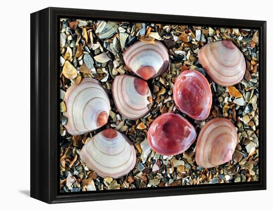 Baltic Tellin Shells on Beach, One Upside Down Showing the Inside, Belgium-Philippe Clement-Framed Premier Image Canvas