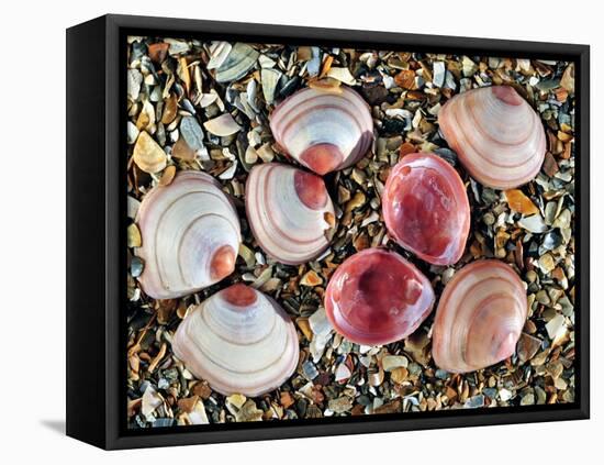 Baltic Tellin Shells on Beach, One Upside Down Showing the Inside, Belgium-Philippe Clement-Framed Premier Image Canvas
