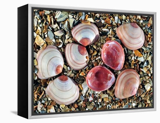 Baltic Tellin Shells on Beach, One Upside Down Showing the Inside, Belgium-Philippe Clement-Framed Premier Image Canvas