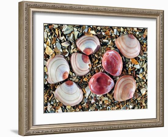 Baltic Tellin Shells on Beach, One Upside Down Showing the Inside, Belgium-Philippe Clement-Framed Photographic Print