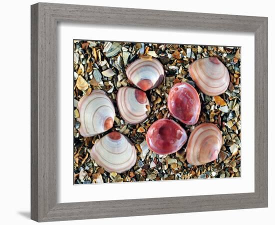 Baltic Tellin Shells on Beach, One Upside Down Showing the Inside, Belgium-Philippe Clement-Framed Photographic Print