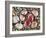 Baltic Tellin Shells on Beach, One Upside Down Showing the Inside, Belgium-Philippe Clement-Framed Photographic Print