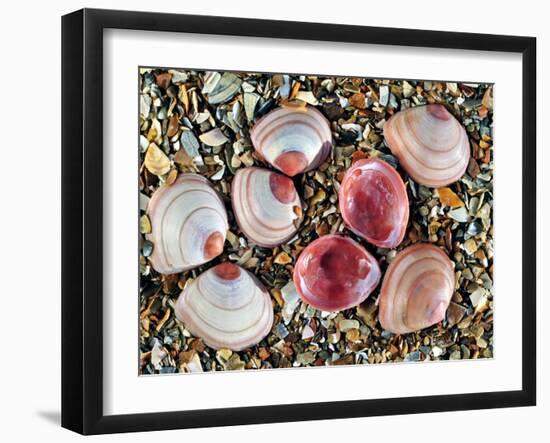 Baltic Tellin Shells on Beach, One Upside Down Showing the Inside, Belgium-Philippe Clement-Framed Photographic Print