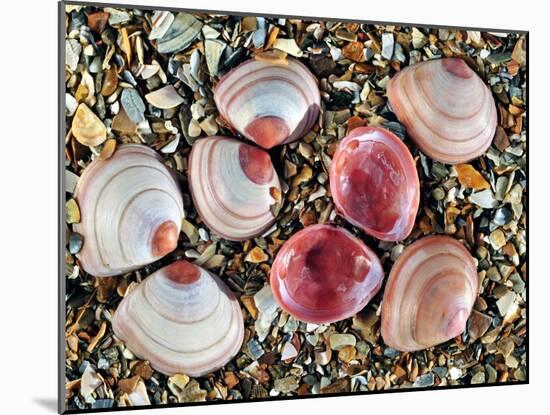 Baltic Tellin Shells on Beach, One Upside Down Showing the Inside, Belgium-Philippe Clement-Mounted Photographic Print