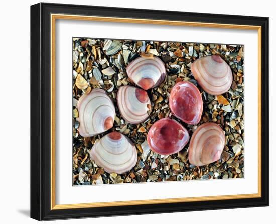 Baltic Tellin Shells on Beach, One Upside Down Showing the Inside, Belgium-Philippe Clement-Framed Photographic Print