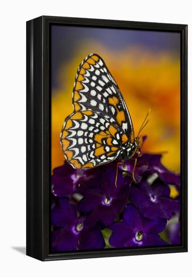 Baltimore Checkered Spot Butterfly-Darrell Gulin-Framed Premier Image Canvas