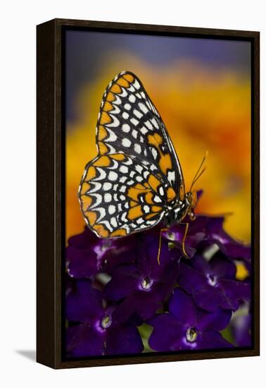 Baltimore Checkered Spot Butterfly-Darrell Gulin-Framed Premier Image Canvas