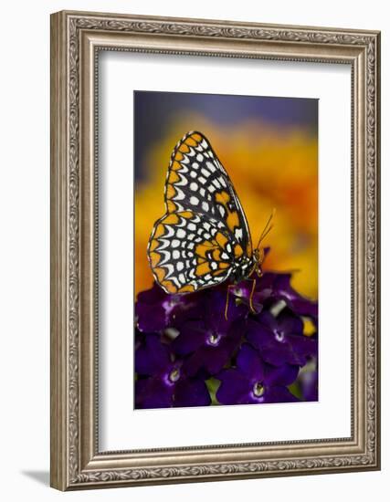 Baltimore Checkered Spot Butterfly-Darrell Gulin-Framed Photographic Print