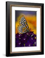 Baltimore Checkered Spot Butterfly-Darrell Gulin-Framed Photographic Print