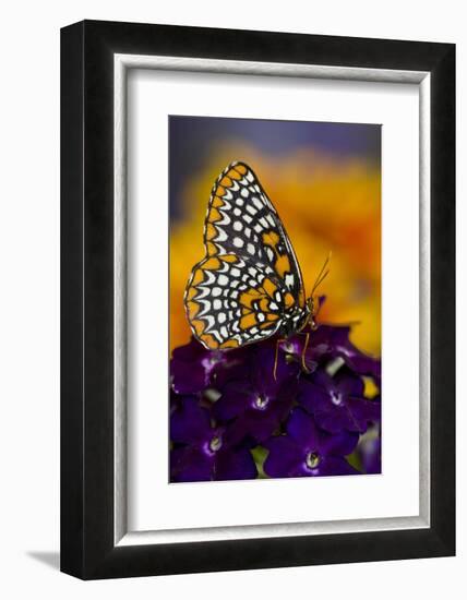 Baltimore Checkered Spot Butterfly-Darrell Gulin-Framed Photographic Print