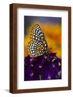 Baltimore Checkered Spot Butterfly-Darrell Gulin-Framed Photographic Print
