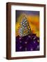 Baltimore Checkered Spot Butterfly-Darrell Gulin-Framed Photographic Print