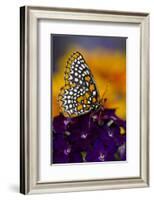 Baltimore Checkered Spot Butterfly-Darrell Gulin-Framed Photographic Print
