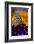 Baltimore Checkered Spot Butterfly-Darrell Gulin-Framed Photographic Print