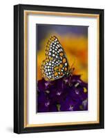 Baltimore Checkered Spot Butterfly-Darrell Gulin-Framed Photographic Print