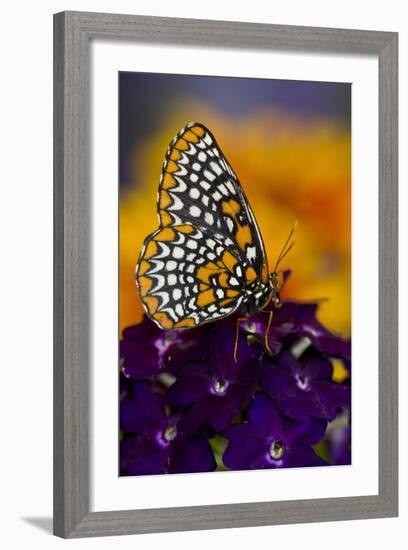 Baltimore Checkered Spot Butterfly-Darrell Gulin-Framed Photographic Print