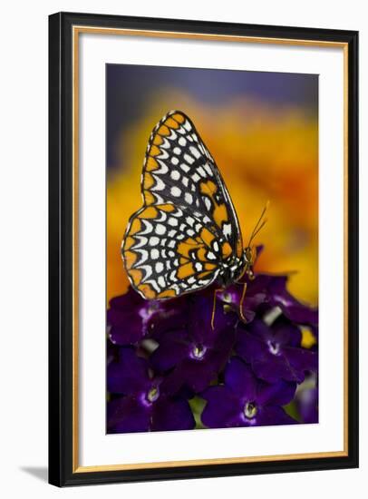 Baltimore Checkered Spot Butterfly-Darrell Gulin-Framed Photographic Print