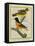 Baltimore Oriole and the Crossbred Baltimore Oriole-Georges-Louis Buffon-Framed Premier Image Canvas