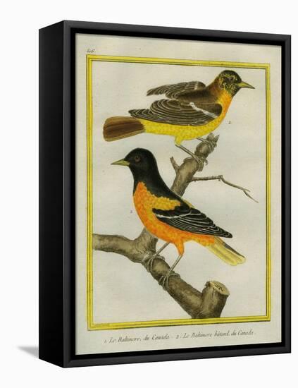 Baltimore Oriole and the Crossbred Baltimore Oriole-Georges-Louis Buffon-Framed Premier Image Canvas