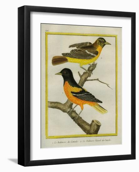 Baltimore Oriole and the Crossbred Baltimore Oriole-Georges-Louis Buffon-Framed Giclee Print