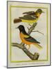 Baltimore Oriole and the Crossbred Baltimore Oriole-Georges-Louis Buffon-Mounted Giclee Print