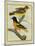 Baltimore Oriole and the Crossbred Baltimore Oriole-Georges-Louis Buffon-Mounted Giclee Print